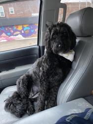 Reunited Female Dog last seen Peach St and Dorn Rd, Waterford, PA 16441