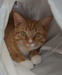Lost Male Cat last seen Falfield village hall, Falfield, England GL12 8BX