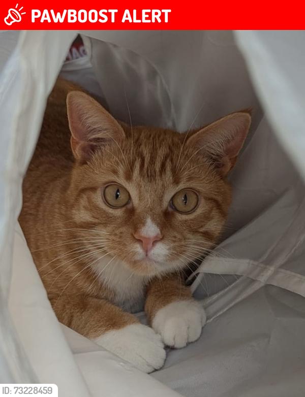 Lost Male Cat last seen Falfield village hall, Falfield, England GL12 8BX