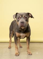 Shelter Stray Male Dog last seen PECAN PARK, 2020 Forest St, Jacksonville, FL 32204, USA