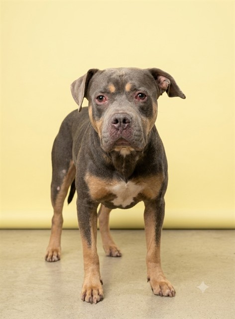 Shelter Stray Male Dog last seen PECAN PARK, 2020 Forest St, Jacksonville, FL 32204, USA