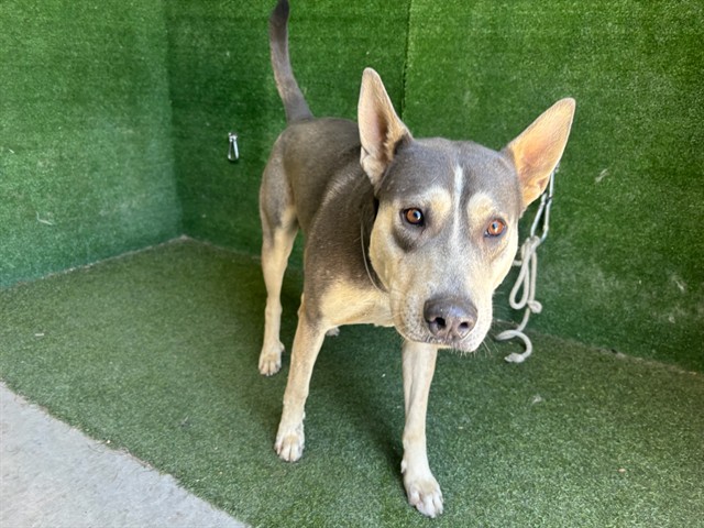 Shelter Stray Male Dog last seen , 5210 W Ave I, Lancaster, CA 93536, USA