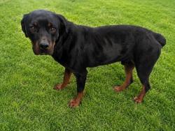 Shelter Stray Male Dog last seen , 5210 W Ave I, Lancaster, CA 93536, USA