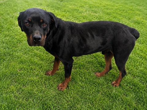 Shelter Stray Male Dog last seen , 5210 W Ave I, Lancaster, CA 93536, USA