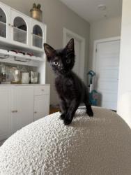 Shelter Stray Female Cat last seen CHARLOTTE, 8315 Byrum Dr, Charlotte, NC 28217, USA