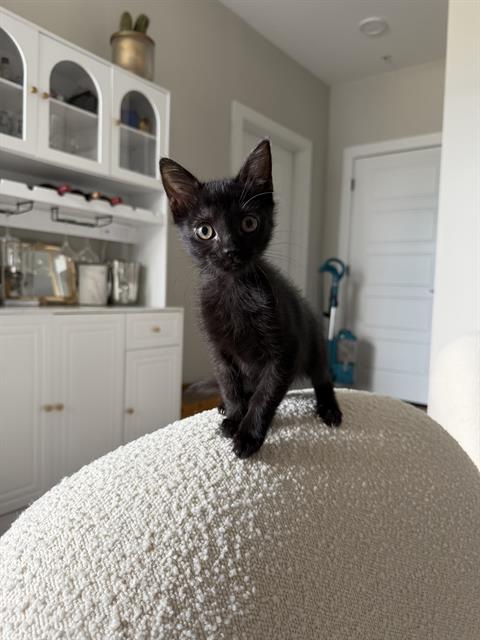 Shelter Stray Female Cat last seen CHARLOTTE, 8315 Byrum Dr, Charlotte, NC 28217, USA