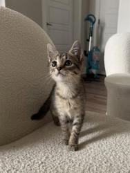 Shelter Stray Female Cat last seen CHARLOTTE, 8315 Byrum Dr, Charlotte, NC 28217, USA