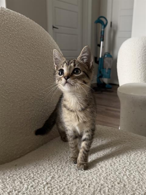 Shelter Stray Female Cat last seen CHARLOTTE, 8315 Byrum Dr, Charlotte, NC 28217, USA