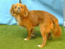 Shelter Stray Male Dog last seen , 216 W Victoria St, Gardena, CA 90248, USA
