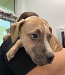 Shelter Stray Female Dog last seen WILCO DR & 441 LEESBURG, 12280 County Rd 448, Tavares, FL 32778, USA
