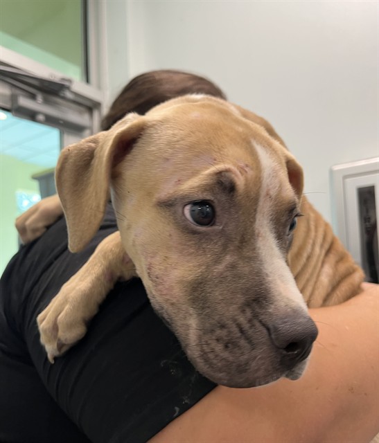 Shelter Stray Female Dog last seen WILCO DR & 441 LEESBURG, 12280 County Rd 448, Tavares, FL 32778, USA