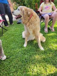 Reunited Unknown Dog last seen Ridgeway and Glenwood, Mansfield, TX 76063