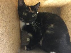 Shelter Stray Female Cat last seen Near BLOCK RIVERBEND LN, JURUPA VALLEY CA, 6851 Van Buren Boulevard, Jurupa Valley, CA 92509, USA