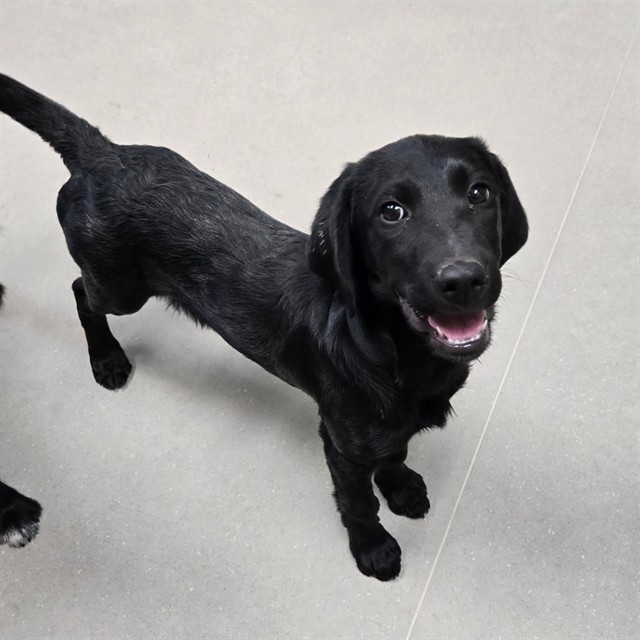 Shelter Stray Male Dog last seen Near BLOCK MAIN ST, WADSWORTH NV 89442, 2825 Longley Ln Suite A, Reno, NV 89502, USA