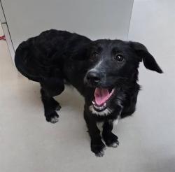 Shelter Stray Female Dog last seen Near BLOCK MAIN ST, WADSWORTH NV 89442, 2825 Longley Ln Suite A, Reno, NV 89502, USA