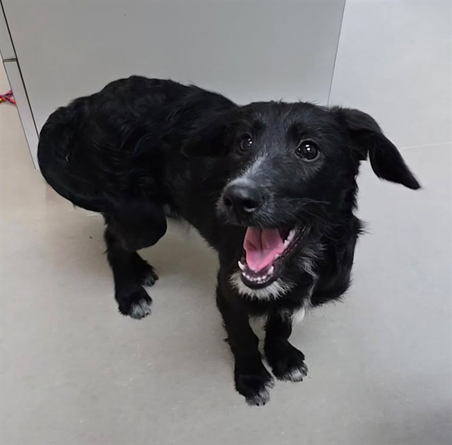 Shelter Stray Female Dog last seen Near BLOCK MAIN ST, WADSWORTH NV 89442, 2825 Longley Ln Suite A, Reno, NV 89502, USA