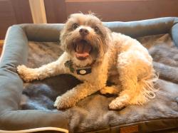 Reunited Male Dog last seen Allenby Dr. Raleigh, Raleigh, NC 27604