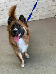 Shelter Stray Male Dog last seen WALMART IN HIGHLAND, 333 Chandler Pl, San Bernardino, CA 92408, USA