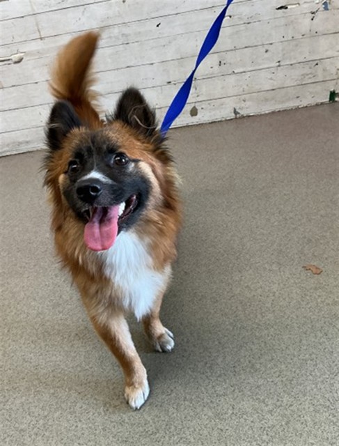 Shelter Stray Male Dog last seen WALMART IN HIGHLAND, 333 Chandler Pl, San Bernardino, CA 92408, USA