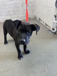 Shelter Stray Male Dog last seen MANGO/BASELINE, 333 Chandler Pl, San Bernardino, CA 92408, USA