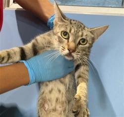 Shelter Stray Female Cat last seen SIERRA AVE X SAN BERNARDINO AVE, 333 Chandler Pl, San Bernardino, CA 92408, USA