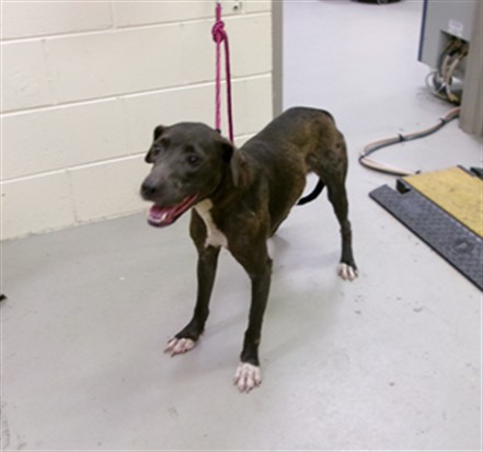 Shelter Stray Female Dog last seen , 232 Eslinger Way, Sanford, FL 32773, USA