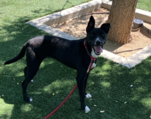 Shelter Stray Female Dog last seen , West Valley Animal Shelter, 20655 Plummer St, Chatsworth, CA 91311, USA