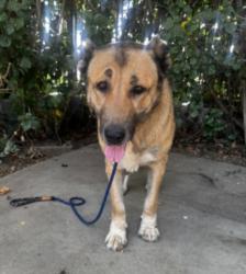 Shelter Stray Female Dog last seen , West Valley Animal Shelter, 20655 Plummer St, Chatsworth, CA 91311, USA