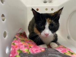 Shelter Stray Female Cat last seen Near BLOCK W NATIONAL AVE, 3839 W Burnham St, West Milwaukee, WI 53215, USA