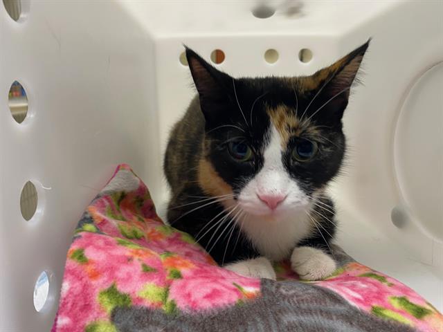 Shelter Stray Female Cat last seen Near BLOCK W NATIONAL AVE, 3839 W Burnham St, West Milwaukee, WI 53215, USA