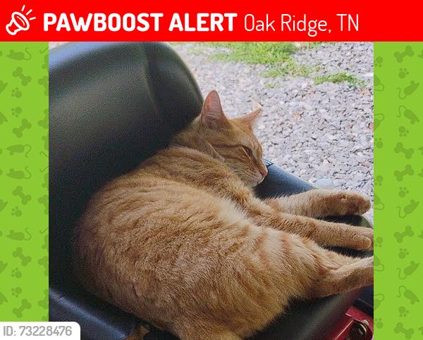Lost Male Cat last seen northwestern ave, manchester ave, nasson ln, Oak Ridge, TN 37830