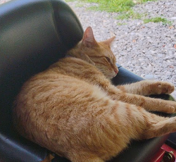 Lost Male Cat last seen northwestern ave, manchester ave, nasson ln, Oak Ridge, TN 37830