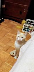 Lost Male Cat last seen 3rd an ridgewood, Holly Hill, FL 32117