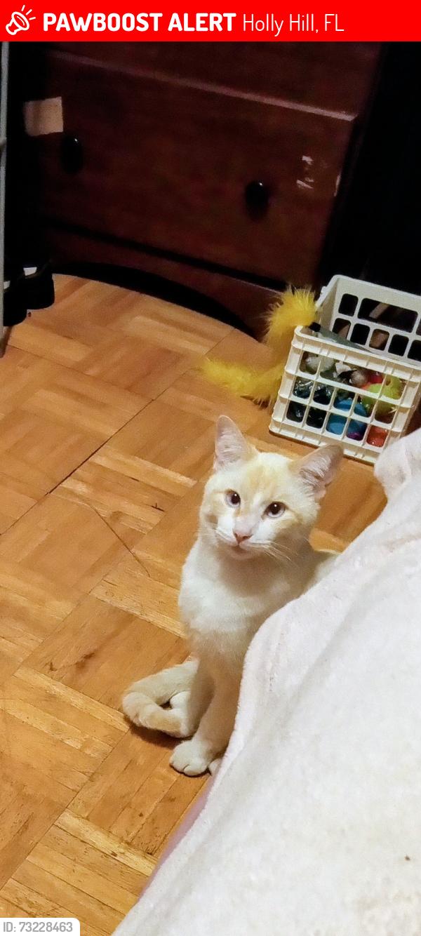 Lost Male Cat last seen 3rd an ridgewood, Holly Hill, FL 32117