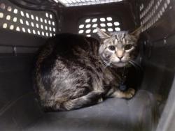 Shelter Stray Male Cat last seen Near BLOCK N XAVIER ST, DENVER CO 80204, 1241 W Bayaud Ave, Denver, CO 80223, USA