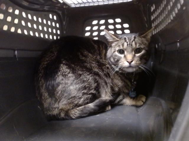 Shelter Stray Male Cat last seen Near BLOCK N XAVIER ST, DENVER CO 80204, 1241 W Bayaud Ave, Denver, CO 80223, USA