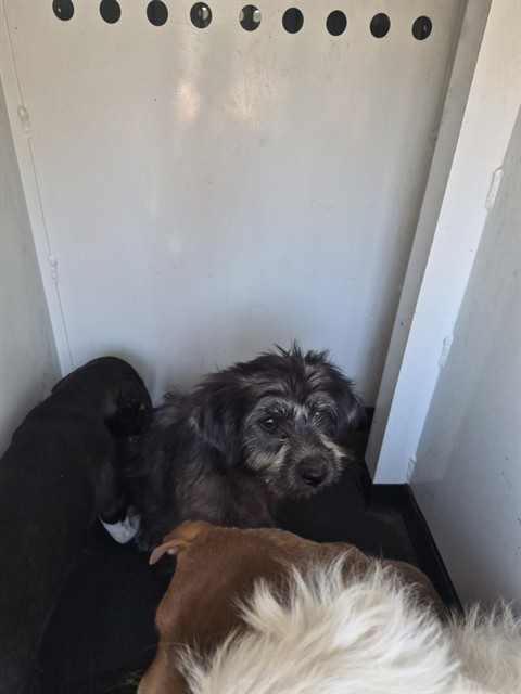 Shelter Stray Female Dog last seen Near BLK E 18TH ST, BAKERSFIELD CA, 201 S Mt Vernon Ave, Bakersfield, CA 93307, USA