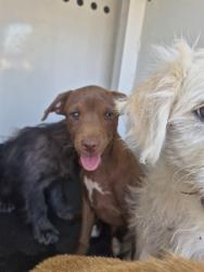Shelter Stray Male Dog last seen Near BLK E 18TH ST, BAKERSFIELD CA, 201 S Mt Vernon Ave, Bakersfield, CA 93307, USA