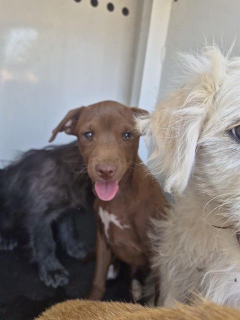 Shelter Stray Male Dog last seen Near BLK E 18TH ST, BAKERSFIELD CA, 201 S Mt Vernon Ave, Bakersfield, CA 93307, USA