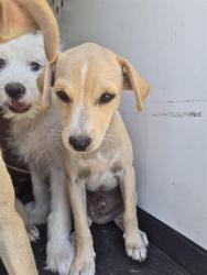 Shelter Stray Male Dog last seen Near BLK E 18TH ST, BAKERSFIELD CA, 201 S Mt Vernon Ave, Bakersfield, CA 93307, USA