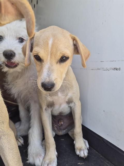 Shelter Stray Male Dog last seen Near BLK E 18TH ST, BAKERSFIELD CA, 201 S Mt Vernon Ave, Bakersfield, CA 93307, USA