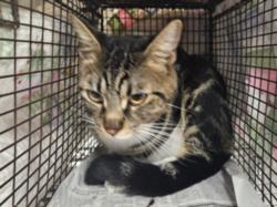 Shelter Stray Male Cat last seen , 14409 Vanowen St, Van Nuys, CA 91405, USA