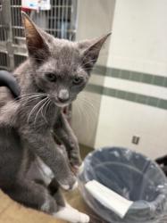 Shelter Stray Male Cat last seen , 14409 Vanowen St, Van Nuys, CA 91405, USA