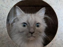Shelter Stray Female Cat last seen , 600 Aviation Dr, Camarillo, CA 93010, USA