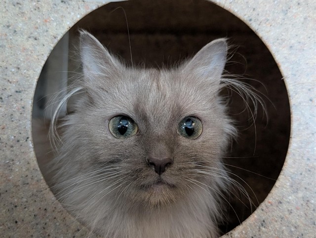 Shelter Stray Female Cat last seen , 600 Aviation Dr, Camarillo, CA 93010, USA