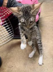 Shelter Stray Female Cat last seen , 14409 Vanowen St, Van Nuys, CA 91405, USA