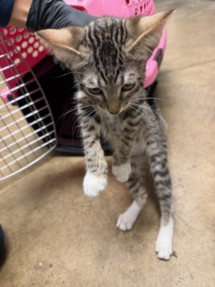 Shelter Stray Female Cat last seen , 14409 Vanowen St, Van Nuys, CA 91405, USA