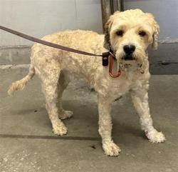 Shelter Stray Male Dog last seen , 600 Aviation Dr, Camarillo, CA 93010, USA