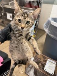 Shelter Stray Male Cat last seen , 14409 Vanowen St, Van Nuys, CA 91405, USA