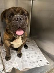 Shelter Stray Male Dog last seen , 14409 Vanowen St, Van Nuys, CA 91405, USA